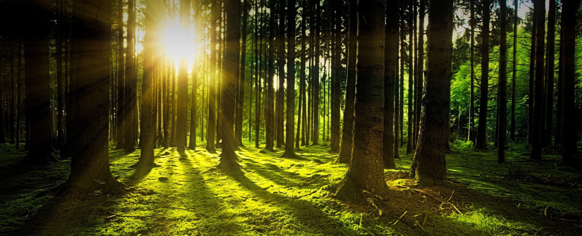 Sonnenlicht fällt durch einen grünen Wald – Symbol für Nachhaltigkeit und Naturverbundenheit von FRANK Schranksysteme.